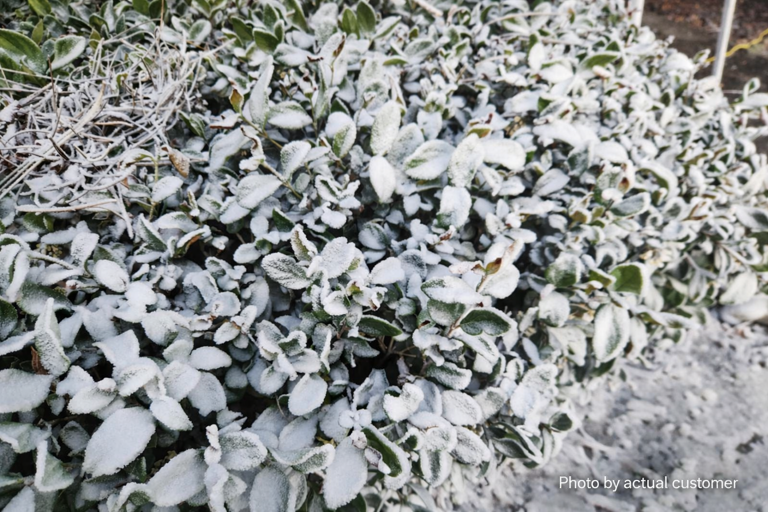 Frost-covered foliage from snowmaking overspray